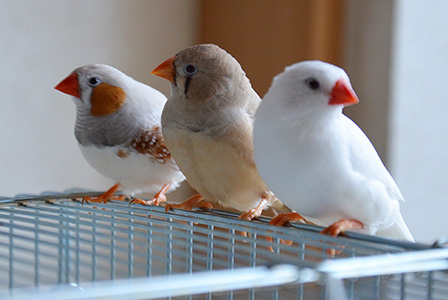 すずめさんとキンカチョウさんのポーチ×2♪ キンカチョウ（錦華鳥）に貢いだアイテムをご紹介｜キンカチョウ