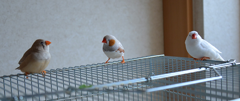 かわいい小鳥 キンカチョウ 錦華鳥 のよいこらもちがいる生活 仙台で子育てをする やまライダー夫婦 のブログ